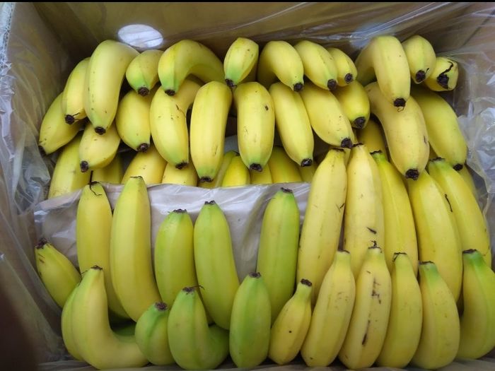 Jenis buah dan pohon pisang